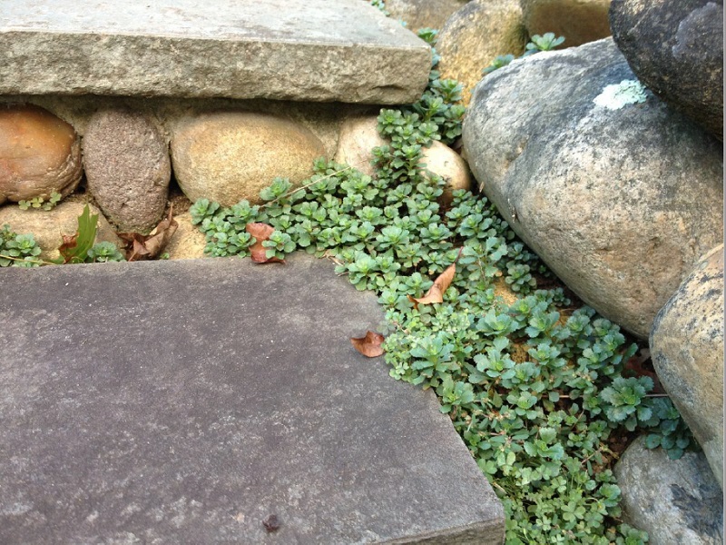 Overhead view of the sunken garden with a small tree at its center.
